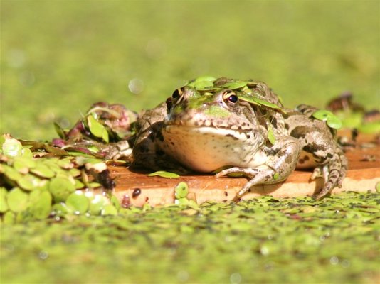 Frog e.jpg
