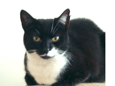 rosie 002.jpg