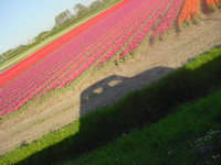 R4 tulips 1.jpg