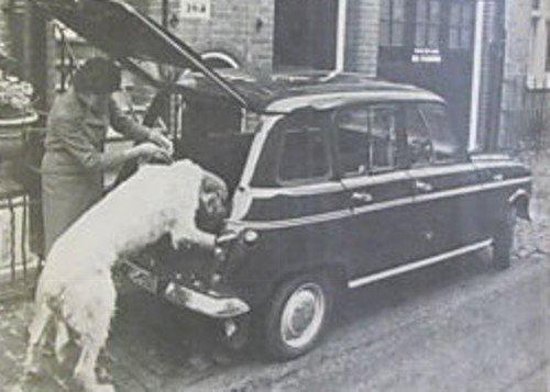 R4 dog.jpg