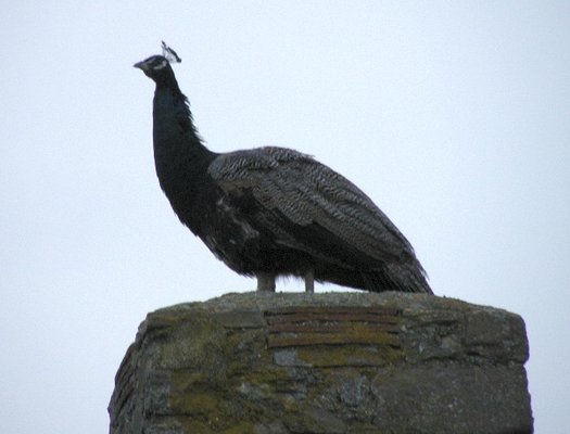 peacock.jpg