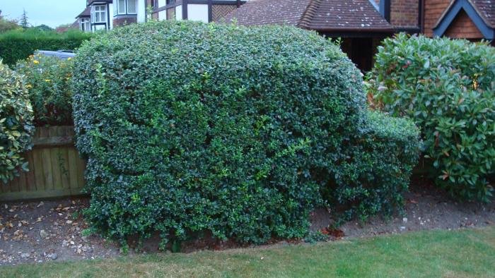 R4 Hedge.jpg