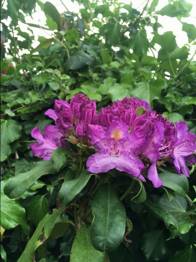 1889200D-84DF-45BA-BEFB-3C0D976158F4.jpeg