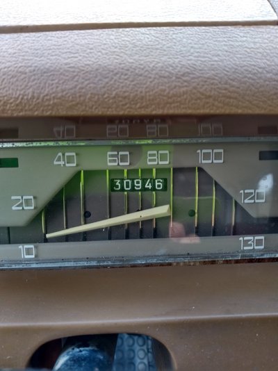 Bettys speedo december 2020.jpg