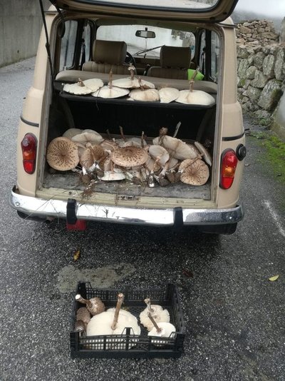 Mushroom Quatrelle.jpg
