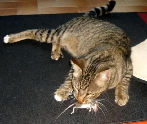 zzzzclaude-and-mouse.jpg