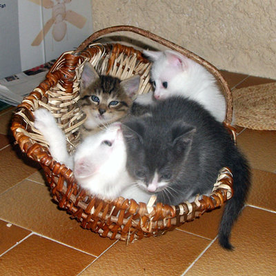 zzzkittens-in-basket.jpg