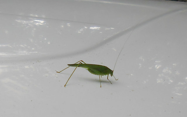 kakopetria111.JPG